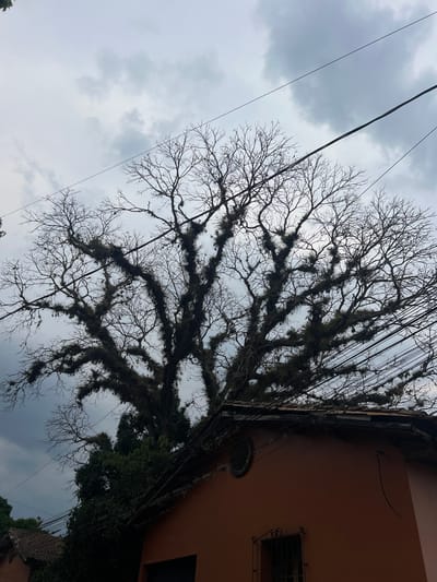 The image depicts a view upwards toward a cloudy sky with a large, bare tree heavily adorned with epiphytes, likely Spanish moss, obscuring much of the sky. The branches of the tree are intricate and spread wide. The corner of a peach-colored building is visible on the right side of the frame, featuring a window with a decorative wrought-iron grille. Several electrical wires crisscross the view, adding to the complexity of the scene. The presence of Spanish moss, peach color of building, and surrounding environment suggest that the photo was taken in the city of Gracias, Honduras.