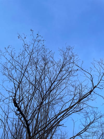The image shows a view looking up at bare tree branches against a blue sky. The branches are dark and intricate, contrasting with the light blue background. The sky is clear with no visible clouds. The image does not contain sufficient information to determine the location in Pasar Paloh, Indonesia, or any other details about people, subjects, or actions.