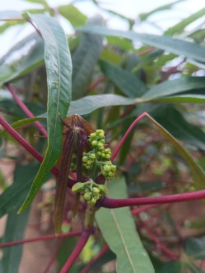 A close-up shows a vibrant green cassava plant with distinctive palmate leaves. Reddish-purple stems support clusters of small, unripe green buds clustered together, hinting at future blossoms. The young leaves are reddish-purple, contrasting with the mature green foliage. The background is slightly blurred, creating a natural, shallow depth of field. The plant exhibits a healthy and thriving appearance.