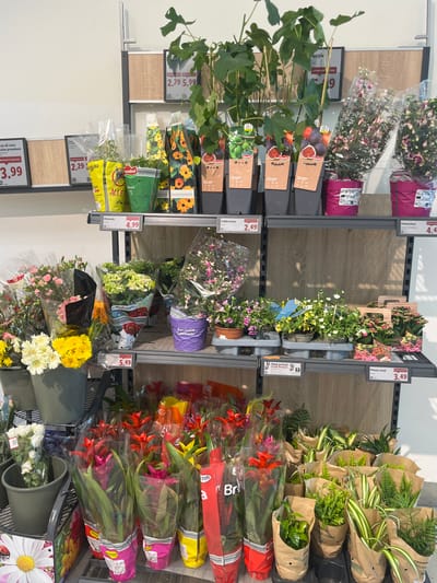 This image depicts a display of plants and flowers for sale, likely within a supermarket or garden center, in Agropoli, Italy. The scene is organized on tiered shelving. The upper shelves feature potted fig trees with visible fruit, priced at 2.79 and 5.99. Next to them are smaller potted plants, one appearing to be a Calibrachoa, priced at 2.49, and another a Kalanchoe, priced at 4.49. Below these, on the middle shelf, are various bouquets of cut flowers, including pink carnations, yellow daisies, and white gerbera daisies, as well as potted hydrangeas priced at 4.99 and fuschias priced at 3.49. The bottom shelf displays a variety of potted plants wrapped in plastic or brown paper bags. Among these are red and pink bromeliads, as well as various types of green foliage plants. Prices for some of these are visible, such as 3.49 for green plants. The overall environment is clean and well-lit, with a focus on the products for sale. No people are visible in the image.