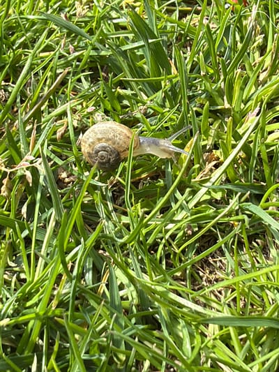 The image shows a snail moving through a patch of green grass. The snail's body is pale, and its shell is a light tan color with a visible spiral pattern. The location, Kavrakirovo, Bulgaria, is based on provided information and not directly discernible from the image.