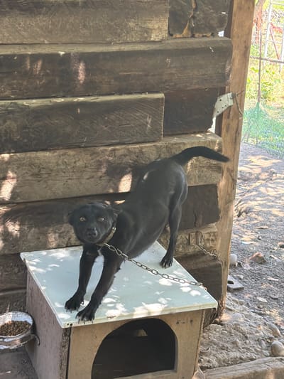 A medium shot captures a lean, black dog standing on top of a doghouse. The dog is facing the camera with its head turned slightly to its left, exhibiting alert body language. A metal chain is attached to its collar and secured to the side of the doghouse, restricting its movement. The doghouse itself appears worn, with a light-colored, flat roof. To the left of the doghouse, a metal bowl filled with dry kibble is visible.

The backdrop consists of large, rough-hewn wooden logs stacked horizontally, forming a wall or enclosure. The logs have a weathered, dark brown appearance. To the right of the wooden structure, a wire fence and some greenery are visible, suggesting an outdoor environment. The ground is covered with dirt, gravel, and some scattered rocks, with evidence of sunlight casting shadows. The overall scene conveys a sense of an outdoor enclosure for a dog, potentially in a rural or semi-rural setting. The image does not provide any specific indicators of the city of Yugo-Severnaya, Russia.