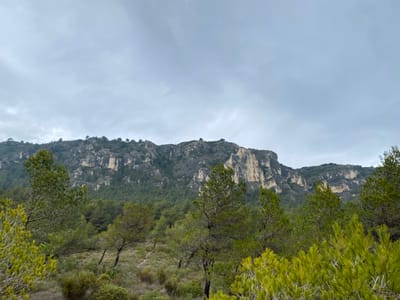 This image displays a natural mountainous landscape located in the city of Mérindol, France. The sky is entirely overcast with a uniform light grey cloud cover. In the background, a prominent range of rocky cliffs and mountains extends horizontally, exhibiting exposed rock faces in shades of grey, beige, and light brown. The upper sections of these formations are sparsely vegetated with dark green trees. Below the rock faces, a dense forest composed primarily of dark green coniferous trees covers the lower mountain slopes and fills the midground. The immediate foreground features lighter green, needle-leafed trees and shrubs interspersed with patches of light green and brown undergrowth. A subtle, lighter-colored path or track is discernible winding through the foreground vegetation. No human subjects, animals, or artificial structures are present.