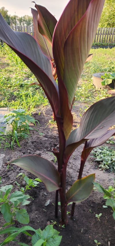 The image depicts a close-up view of a Canna Lily plant with dark reddish-purple leaves, positioned in the foreground. The plant is growing in dark soil, with some smaller green plants and green foliage visible around its base and in the midground. In the background, a weathered wooden fence runs horizontally across the frame, beyond which a grassy area and trees can be seen. The scene appears to be an outdoor garden setting, likely in a rural or suburban area, given the presence of the fence and natural vegetation. The lighting suggests it is daytime, possibly late afternoon or early morning due to the soft, warm light on the leaves. There are no people or animals visible in the image.