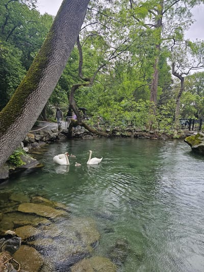 The image shows a body of water, possibly a pond or a stream, in a park-like setting with trees and rocks lining the edge. Two adult white swans and several cygnets are in the water. Rain is falling, creating ripples on the water's surface. A tree trunk is prominently positioned in the foreground. In the background, a person is standing near a barrier, and the area appears to be accessible via a pathway or walkway. The location is Алупкинский городской совет, Ukraine.