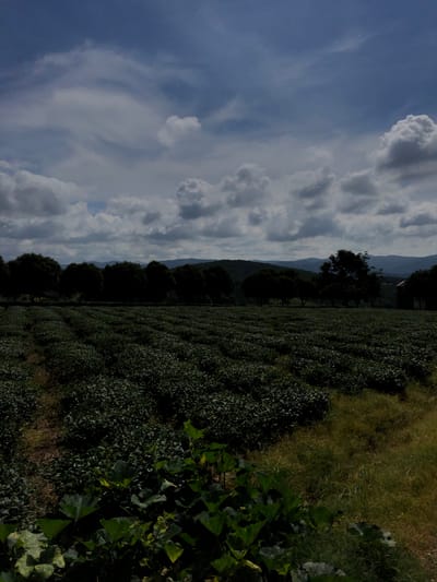 This image depicts a landscape scene in Thôn 8, Vietnam. The foreground is dominated by a lush, dark green field of low-lying plants, likely tea bushes, which stretch diagonally across the frame from right to left. To the far right, larger green leaves of a different plant are visible, suggesting a mix of vegetation. Beyond the field, a line of dark, silhouetted trees stands against a backdrop of distant, hazy mountains. The sky above is a dramatic mix of deep blue and large, billowing white clouds, suggesting a dynamic weather condition, possibly a partly cloudy day. The lighting indicates it is daytime, though the specific time is not clear. There is no visible text in the image. The overall impression is one of a natural, agricultural landscape under a significant sky.