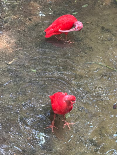 Two scarlet ibises stand in shallow, murky water. The bird on the left is facing left, its bright red plumage contrasting with the muted tones of the water and the riverbed. Its long, curved beak is visible, and its pink legs are submerged. The bird on the right is facing away from the camera, also standing in the water. Its body is a vibrant red, and its spindly pink legs are splayed out as it balances on the riverbed. The water is clear enough to reveal the muddy bottom and a few scattered green leaves. The sunlight appears to be diffused, suggesting it might be a cloudy day or a shaded area. The scene is peaceful, with the birds seemingly undisturbed by the observer. The setting is likely a natural environment, possibly a wetland or a shallow river within a wildlife reserve, consistent with the Foz do Iguaçu region of Brazil, known for its abundant birdlife. There is no visible text in the image.