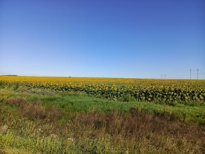 The image captures a vast, sun-drenched field of blooming sunflowers under a clear blue sky. The field stretches towards the horizon, creating a vibrant yellow expanse. In the foreground, a strip of lush green grass and dried brush forms a natural border, leading the eye towards the more distant scenery. A few power lines can be seen in the far distance, cutting across the horizon line. The image appears to be taken in a rural or agricultural setting, likely in the village of Studenets, Russia, given its characteristic open fields and agricultural landscape. There are no people or animals visible in the image.