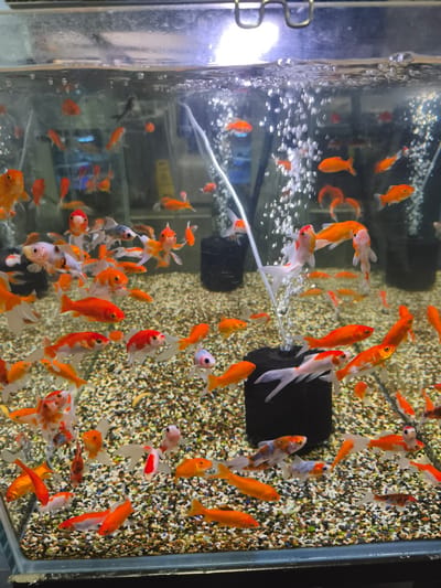 The image shows a full shot of a crowded aquarium filled with numerous goldfish of various sizes and colors, predominantly orange and white, with some mottled patterns. The fish are swimming in clear water, with bubbles rising from an aeration system. The aquarium is filled with a gravel substrate at the bottom. The scene is indoors, as indicated by the lighting and the aquarium setup. There are no people visible in the image. The location is not specified in the city of Sainte-Marie, France.