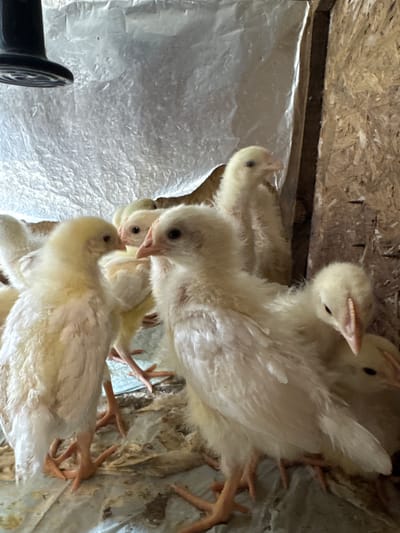 The image shows a cluster of young chicks, likely chickens, gathered together indoors. They have pale yellow down feathers and small, developing wing feathers. Some chicks have their eyes open, while others are partially obscured. The chicks are standing on what appears to be a wrinkled, light-colored surface, possibly paper or a similar material. The background is a wooden structure, suggesting they are in a simple enclosure. No people are visible in the image. The location of Малая Рукавицкая, Russia, is extraneous information, not discernible from the image itself.