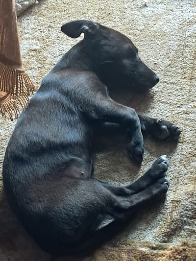 A black puppy is sleeping curled up on a textured, beige carpet. The puppy is on its side with its head resting on its paws. A brown fringed object is partially visible in the upper left corner of the image. The scene is indoors, likely in a residential setting. There are no people present in the image, and no specific location in Chobruchi, Moldova, can be identified from the visual information provided.