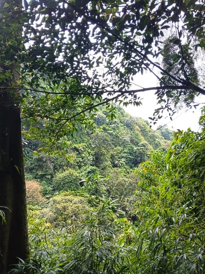 The scene depicts a dense tropical forest environment in Soibada, East Timor. The foreground features a thick, dark tree trunk on the left, with an overhead canopy of various green leaves and branches partially obscuring the sky. The midground and background consist of a steep, heavily vegetated hillside covered with a diverse array of lush green tropical trees and plants. Patches of bright, overcast sky are visible through gaps in the dense foliage in the upper central and upper right sections of the image. A localized area of reddish-brown foliage is present on the mid-left hillside. No people, animals, or man-made objects are visible within the frame; the environment is entirely natural and overgrown.