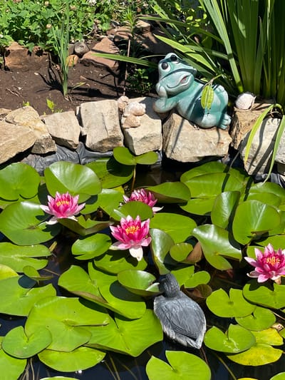 This image depicts a small decorative pond, possibly in a garden setting in Tatarstan, Russia. The pond is filled with dark water, partially obscured by numerous vibrant green lily pads. Several pink water lilies are in bloom, scattered amongst the lily pads. In the foreground, a grey decoy duck sits on the water. Behind the pond, a rock border separates the water from a patch of soil and greenery. A turquoise ceramic frog statue is perched on the rocks, wearing sunglasses and appearing to lounge. Several seashells are also placed on the rocks. Lush green foliage, including some tall reeds or grass, grows behind the frog statue. The scene is illuminated by bright sunlight, casting shadows. The presence of decorative items like the frog and duck suggests a curated, possibly residential, outdoor space.