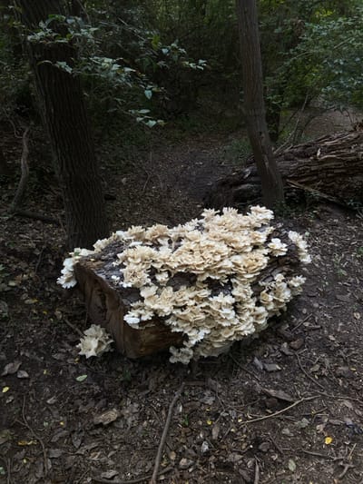 A large cluster of white fungi grows atop a fallen tree trunk in a shaded woodland. The fungi's delicate, petal-like structures densely cover the decaying wood. A second tree trunk lies nearby, adding to the forest environment. The surrounding ground is covered in fallen leaves and small branches, contributing to the natural setting.