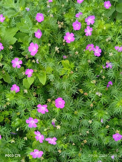 The image is a close-up, top-down view of a dense patch of green foliage dotted with numerous small, purple flowers. The flowers have five petals and a lighter-colored center. The leaves are deeply lobed and appear to be from a groundcover plant, possibly Geranium. The overall impression is of a natural, outdoor scene. The bottom left corner displays the text "POCO C75" and the bottom right corner shows "09.06.2026 10:13". The location is identified as Wilczyce, Poland. No people or specific actions are depicted.