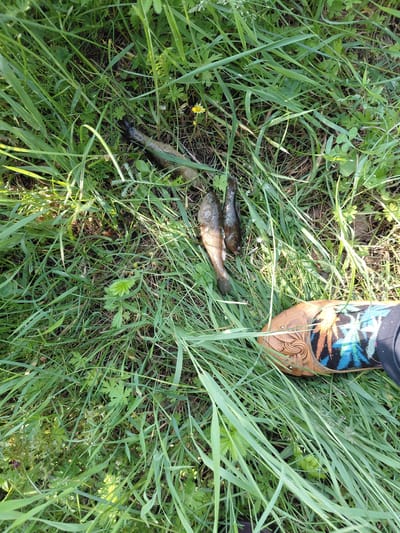 A high-angle, full shot captures a small collection of dead fish lying on the ground amidst green grass and foliage. The fish appear to be of a common, smaller variety, with dark coloration and visible fins. One of the fish, located to the left of the cluster, has its tail obscured by the grass. To the right, the lower portion of a person's leg and foot are visible, wearing a brown, intricately carved shoe with a colorful, patterned sock. The shoe's design features swirls and what appears to be a stylized representation of a palm tree with blue and orange accents. The environment is predominantly natural, with lush grass and various green plants filling the frame. The ground is dark and earthy beneath the vegetation. The scene suggests a moment captured outdoors, likely in a rural or natural setting near the city of Novosyolovo, Russia.