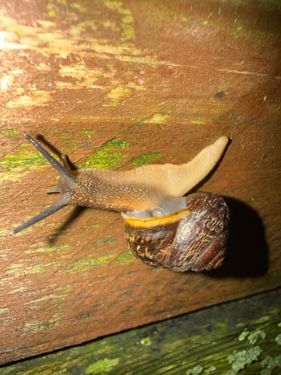 A snail is shown crawling on a wooden surface. The snail is light brown with darker brown markings on its shell. Its body is a pale tan color, and it has two dark antennae extending from its head. The wooden surface is rough and textured, with some patches of green moss growing on it. The lighting is dim, creating shadows around the snail. The image appears to be taken outdoors, possibly in a garden or natural environment. There is no information provided about the specific location within the city of Тайга Снт, Russia.