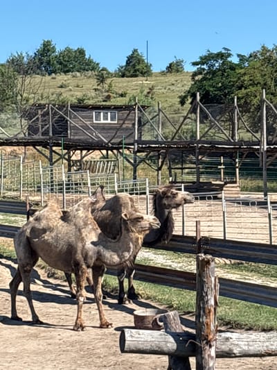 The image depicts an outdoor enclosure, likely at a zoo or wildlife park, featuring two dromedary camels in the foreground. The camels are light brown in color and are standing on sandy ground. Behind the camels, there is a wooden structure with a sloped roof and a window, possibly a shelter or observation post. The enclosure is further delineated by fences made of metal and wood. In the background, a grassy hill rises with scattered trees, and the sky is clear and blue. This scene is situated in Dabnitsa, Bulgaria, as indicated by the provided context.