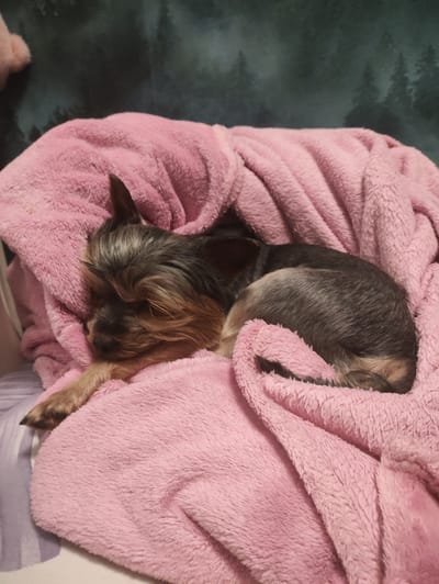 A small Yorkshire Terrier is sleeping curled up in a pink fluffy blanket. The dog is lying on its side, with its head resting on its paws and its eyes closed. The blanket is soft and textured, with visible folds and creases. The background of the image is out of focus, but appears to be a dark, patterned fabric with a subtle forest motif. There are no people or other animals visible in the scene. The lighting is dim and appears to be artificial, creating soft shadows on the blanket and the dog. The location in the city of Массандровский поселковый совет, Ukraine is not discernible from the image.