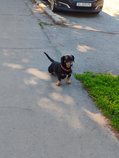A small, black and tan dog, possibly a Dachshund or a Dachshund mix, stands on an asphalt surface. The dog is wearing a red collar with studs and its tail is held high. Its fur is predominantly black with tan markings on its muzzle, chest, and paws. The dog is looking slightly to its right, with its eyes partially closed, possibly due to bright sunlight.

To the right of the dog is a vibrant patch of green grass or low-lying plants, bordered by a concrete curb. The asphalt ground has visible cracks and small bits of debris. In the upper portion of the image, a dark blue or black car is parked, with its front bumper and license plate visible. The license plate reads "BC 0295 PC".

Strong sunlight casts distinct shadows across the asphalt from the upper left, indicating a sunny daytime scene, likely morning or late afternoon. The setting appears to be a street or sidewalk in Velyka Bahachka, Ukraine. No people are visible in the image.