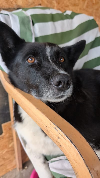 A close-up, eye-level, vertical medium shot captures a black and white dog lying down with its head resting on a wooden chair. The dog's head is the primary subject, with its amber eyes looking slightly upwards and to the left. Its black fur is visible on its head and ears, with a white blaze on its forehead and white fur around its muzzle, which is also greyish. The dog's nose is dark and wet. A green and white striped fabric is visible behind the dog. The dog is positioned on what appears to be an outdoor porch or seating area, with a plywood wall visible in the background. This scene is located in Pēternieki, Latvia.