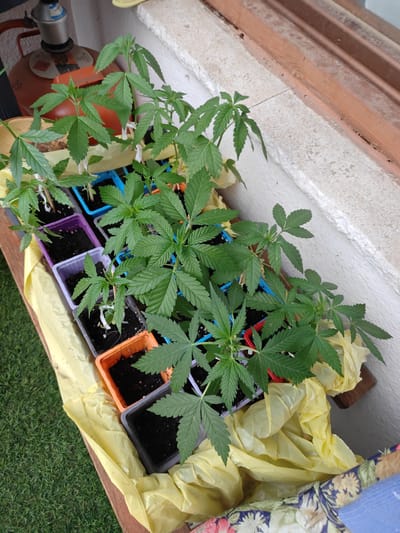 The image shows a collection of young cannabis plants in small pots, arranged on a wooden surface next to a white wall and a window. The plants are in various stages of growth, with green leaves and some showing signs of transplanting. Several colorful plastic pots, including blue, purple, and orange, contain the plants and dark soil. Yellow plastic sheeting is visible beneath and around the pots, possibly for drainage or protection. In the background, a red propane tank is partially visible. The scene appears to be outdoors, likely on a balcony or patio, with a view of green grass in the foreground. The setting suggests a domestic environment where plants are being cultivated. There are no people or animals present in the image, and no specific indications place this scene in Puigcerdà, Spain.
