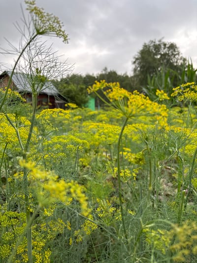 The image depicts a field of blooming dill plants, characterized by their delicate, feathery green foliage and clusters of small yellow flowers. The foreground is dominated by these plants, with some stalks extending prominently into the frame. In the background, a rustic, dark-colored building with a gray roof is visible, suggesting a rural setting. Beyond the building and dill field, a line of trees and a cloudy, overcast sky complete the scene. The image quality is good, with a shallow depth of field that blurs the background elements, emphasizing the dill. No people or specific actions are visible. This image is located in the city of Gonja, Russia.