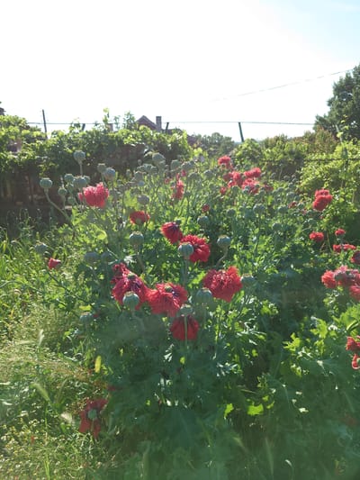 This image captures a vibrant outdoor scene, likely a garden or field, dominated by a dense array of red poppy flowers and their characteristic seed pods under a bright, sunny sky. The scene is illuminated by strong daylight, creating bright highlights on the plants and a clear distinction between the sunlit areas and deeper shadows.
In the foreground and midground, numerous large, crinkled red poppy flowers are in various stages of bloom, showcasing their rich, reddish-pink petals. Many spherical, green seed pods, typical of poppies, are prominently featured on tall, sturdy stems, indicating a mature stage of the plant's growth cycle. The poppies are surrounded by their distinctive, bluish-green, serrated foliage, forming a lush, leafy ground cover.
The left side of the image features a bright, almost white sky, suggesting intense sunlight and a cloudless day. In the background, particularly towards the right, a line of dense green trees or shrubs is visible, and the reddish roof of a building can be faintly seen emerging from behind this vegetation. Thin utility lines stretch across the bright sky, indicating the proximity of human infrastructure.
The image depicts a static natural landscape, with no apparent activity or people. The bright lighting and vibrant colors evoke a sense of a warm, clear day. No visible text is present in the media file. This serene botanical setting is located in Sofronievo, Bulgaria.