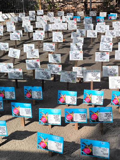 This image depicts an outdoor turtle egg conservation area in Jembrana, Indonesia. Approximately 70-100 individual informational signs, staked into light brown sand, are arranged in rows across the frame.
The signs are primarily rectangular and come in two main types:
1. **White signs:** These feature a plain white background with black handwritten or printed text and often display a "DAIHATSU" logo in the top right corner.
2. **Blue signs:** These are adorned with a graphic of a sea turtle swimming underwater and feature text, sometimes handwritten, against a white panel. These often display "Indosat" or "WWF" logos.
Each sign provides specific details about a particular turtle nest, including:
* **"No. Sarang" (Nest Number):** A unique identifier like "170 / KA / 26."
* **"Jenis Penyu" (Turtle Species):** Common species noted include "Lekang" (Olive Ridley), "Sisik" (Hawksbill), or "Hijau" (Green).
* **"Jumlah Telur" (Number of Eggs):** Quantities ranging from approximately 60 to over 100 eggs per nest, indicated as "Butir."
* **"Asal Telur" (Origin of Eggs):** Such as "Perancak" or "PGN."
* **"Tanggal Bertelur" (Date Laid):** Dates in May, e.g., "5/5/26."
* **"Tanggal Perkiraan Menetas" (Estimated Hatch Date):** Dates in June, e.g., "29/6/26."
* **"Adopter" or "Pengadopsi" (Adopter):** Names of individuals, families, or countries, such as "CHARLES. Singapore," "Kevin. B," "EKATERINA BUESHOVAN," "Lydia P. Bobek," or "Australia."
The signs exhibit varying degrees of wear, with some text appearing faded or handwritten in marker. Shadows from the signs are cast diagonally across the sandy ground, indicating direct sunlight from the upper left. In the background, a metal chain-link fence is visible, partially obscured by green vegetation and a concrete wall structure. No people are present in the scene.