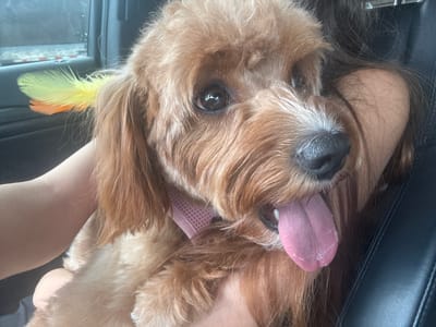 The media file is a close-up, vertically oriented photo of a light brown, fluffy dog with its tongue sticking out. The dog is being held by a person, whose arm and shoulder are visible on the right side of the frame. The person also has long, dark hair that is partially obscuring the dog's face. The dog is wearing a pink, textured collar. A yellow and orange feather is attached to the dog's ear or collar, adding a decorative element. The background suggests the subjects are inside a vehicle, indicated by the dark, leather-like texture of what appears to be a car seat on the left and the muted interior of a car on the right. The lighting suggests it is daytime. The dog's tongue is a prominent pink, and its eyes are dark and reflective. The overall impression is one of affection and playfulness, with the dog appearing happy and engaged. No visible text is present in the image. The location context is Deerfield Beach, United States of America.