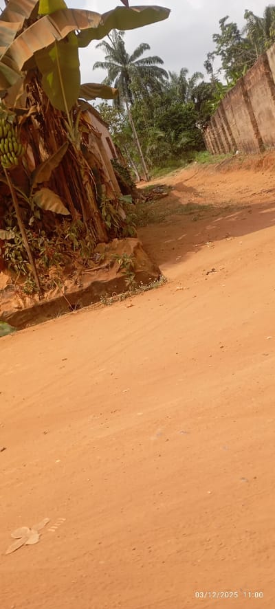 This image depicts a rural or semi-urban street scene in Abagana, Nigeria, captured on 03/12/2025 at 11:00. The foreground features an unpaved reddish-brown dirt road, showing light tire track impressions. On the immediate left, a large banana plant with green fruit clusters stands beside the road. Below the banana plant, a shallow, concrete-lined ditch runs parallel to the road, partially obscured by low-growing green vegetation. Behind the banana plant and vegetation, a portion of an unpainted concrete block structure or building is visible. Along the right side of the dirt road, a weathered concrete block wall extends into the midground. The background consists of dense green foliage, including several tall palm trees and other tropical vegetation, with at least one utility pole discernable amidst the trees. The sky is overcast. No individuals or animals are present. A light-colored, irregularly shaped object, possibly paper or plastic, lies on the dirt road in the lower-left foreground.