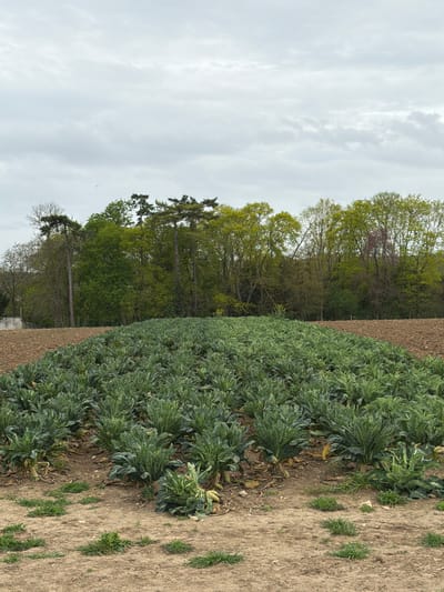 The image depicts a field of what appears to be leafy green crops, likely cabbages or similar vegetables. The field extends to the right side of the frame, bordered by tilled earth. Adjacent to the field is a line of trees with fresh spring foliage. The sky above is overcast with clouds. The location is likely a field near Auvers-sur-Oise, France, although this cannot be confirmed visually. No people, animals, or distinct objects are visible beyond the crops, earth, and trees. The environment is agricultural, suggesting a rural setting.