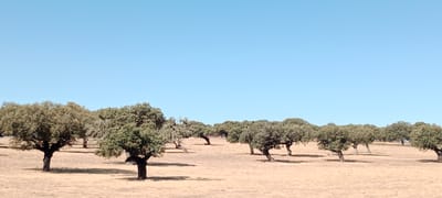 The image depicts an arid landscape with a clear blue sky. In the foreground and midground, numerous deciduous trees, likely Holm oaks (Quercus ilex), are scattered across dry, sandy terrain. These trees are characterized by their gnarled trunks and dense, green foliage, casting shadows on the ground. The environment suggests a Mediterranean climate, possibly a dehesa or pastureland. The scene appears to be a natural or semi-natural environment, with no visible human presence or structures, suggesting a rural or protected area. The lack of distinct landmarks makes precise localization challenging, but similar landscapes are characteristic of the region around Trujillo, Spain.