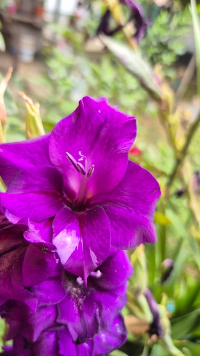 A close-up, vertical shot focuses on the vibrant purple petals of a gladiolus flower in Doirentsi, Bulgaria. The bloom is in sharp focus, revealing its delicate texture and the intricate details of its stamen. The background is a blur of soft green foliage and hints of other darker, out-of-focus flowers, suggesting a garden setting. The lighting is natural and diffused, highlighting the rich color of the flower. No people are visible in the image.