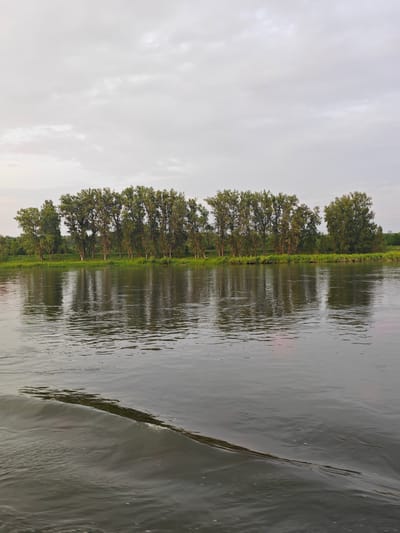 The image depicts a wide river with a line of trees on the opposite bank. The sky is overcast with light clouds. In the foreground, the water shows ripples, indicating movement. The trees on the far bank are dense and appear to be deciduous, with lush green foliage. Their reflections are visible on the surface of the water. The overall scene is serene and natural, suggesting an outdoor landscape. The location is identified as Maloe Nakhval'skoe, Russia. There are no people or specific objects of interest visible in the image. The time of day appears to be either early morning or late afternoon due to the soft lighting and diffused sky.