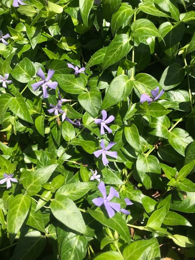 A close-up, high-angle shot shows a groundcover of periwinkle plants, distinguished by shiny, green, oval-shaped leaves and several five-petaled, light purple flowers in bloom. The scene is brightly lit, creating highlights on the leaves and casting shadows underneath. No people are present. The location in the city of Petrykiv, Ukraine is not directly evident from the visual information provided in the image.