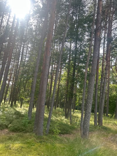 This is a photograph of a dense forest with tall, slender pine trees. Sunlight filters through the branches, creating dappled light and shadows on the forest floor. The ground is covered with lush green undergrowth, including ferns and moss. In the distance, the trees continue to form a thick canopy. The scene appears to be located in a natural, undeveloped area, likely a park or a nature reserve. The photograph captures the serene and tranquil atmosphere of a forest on a sunny day.