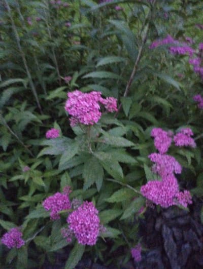This is a medium-shot, slightly blurry, horizontal photograph of a dense cluster of bright pink flowers and green foliage. The flowers appear to be small and clustered together in rounded or conical shapes. The green leaves are elongated and serrated, creating a lush, overgrown appearance. The lighting suggests it may be late afternoon or early evening, as the scene is somewhat dim and the colors are muted. The overall impression is one of natural growth and vibrancy, with the pink flowers providing a striking contrast to the surrounding greenery. The background is a dense thicket of more foliage, obscuring any sense of a wider landscape. There are no people, objects, or text visible in the image. The context provided indicates the location is Berdychiv, Ukraine, suggesting this is an outdoor scene, likely in a garden or natural setting.