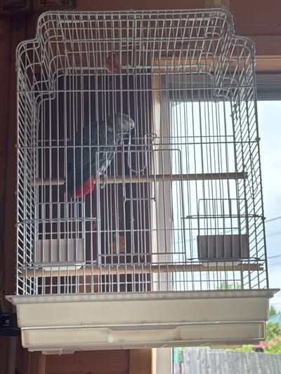 An African Grey Parrot is perched inside a white metal birdcage, which is hanging against a wooden wall. The parrot is mostly gray with a red tail feather visible. The cage has a beige plastic tray at the bottom. Through the bars of the cage, a window with a view of the sky and some greenery can be seen. The image appears to have been taken indoors, possibly in a residential setting. No specific location within Подолино Ст, Russia, can be determined from the visual information provided.