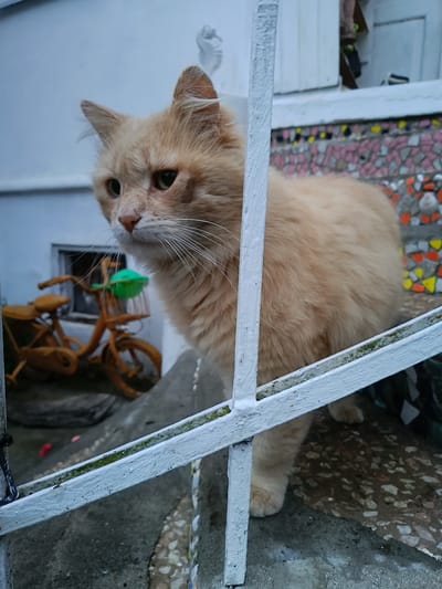 A medium shot depicts an orange cat standing behind a white metal fence. The cat is fluffy with light orange fur and has a slightly mournful expression. The background includes a building with white walls and a mosaic design on the staircase. To the left, a decorative wooden bicycle with a green object in its basket is visible. The presence of the mosaic suggests the scene could be in a location with a degree of artistic or cultural significance. The absence of people suggests a quiet, perhaps residential area. Based on the prompt, the location is specified as the city of Gulrypsh in Abkhazia.