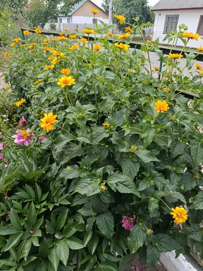 This is a medium-angle, eye-level, full shot of a flower bed in Kostopil, Ukraine. The flower bed is filled with bright yellow flowers and lush green leaves. The flowers appear to be daisies or a similar type of blossom. In the background, a white house with a gray roof and a green-trimmed window can be seen, along with a fence and trees. The flowers are in full bloom, with some buds also visible. There are no people or animals in the image. The overall scene is a vibrant and natural one, with the flowers being the central focus.