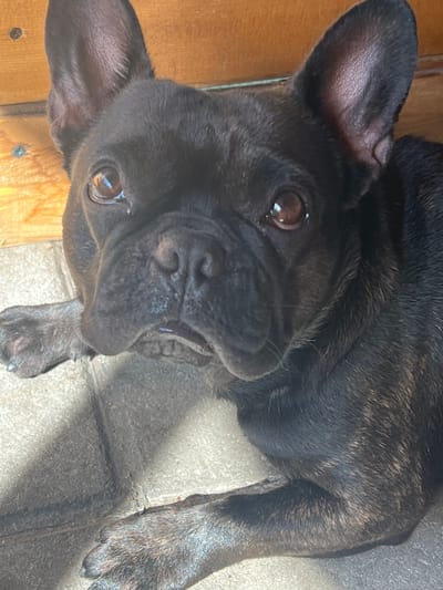 A brindle French Bulldog is lying on a paved surface with its head resting on its paws. The dog's face is turned towards the camera, with its large ears perked up. The background consists of wooden planks and shadows. The scene appears to be outdoors, possibly in a backyard or patio area.