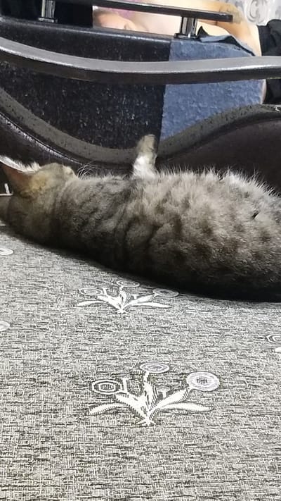 A domestic short-haired cat is lying on its side on a patterned sofa. The cat is gray with darker stripes and is asleep, with its eyes closed and its head resting on the sofa. The sofa has a gray and white patterned fabric with floral motifs. In the background, a black chair with metal legs is visible, and a person is partially visible in the upper portion of the frame, wearing a pink garment. The image appears to be taken indoors, likely in a residential setting. There is no specific information available about the location in the city of Bulaev, Kazakhstan, as this is an interior shot of a cat on a sofa.