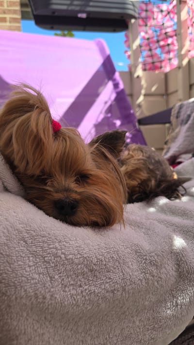 A Yorkshire Terrier dog is sleeping on a white towel on an outdoor patio. The dog is light brown and tan with a pink bow on its head. In the background, a purple lounge chair and a glimpse of the sky are visible. The patio is illuminated by sunlight, creating shadows on the towel. This scene is located in Zeddam, Netherlands.