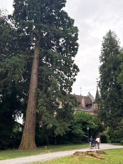 The image captures a scene in the Seemuseum park in Kreuzlingen, Switzerland. In the foreground, a large, mature redwood tree dominates the left side of the frame, its thick, textured trunk extending upwards. To the right, a pathway curves through a grassy area, with a large, moss-covered tree stump visible in the bottom right corner. Two people are seen walking along the pathway, one pushing a bicycle with a passenger. In the background, a historic building with a distinctive turret and gabled roof peeks through the dense foliage of various trees. The sky is overcast.