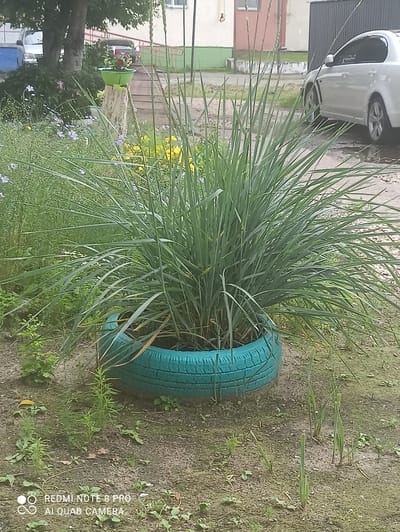 A large clump of long, thin green grass is planted in a repurposed blue-painted tire planter. The planter is on a patch of dirt with scattered small green plants. In the background, a white car is parked on a wet surface near a building with grey siding and a beige and pink facade. A wooden fence with a diagonal railing is visible further back. To the left, a tree with dense foliage shades a small green planter with red flowers, which sits on a rough wooden post. A light-colored vehicle is parked behind the tree. The scene appears to be an outdoor urban area, possibly a courtyard or residential yard in Irbit, Russia.