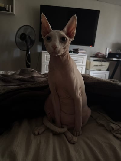 A hairless cat with large ears and pale blue eyes is sitting on a bed covered with a wrinkled, light brown duvet. The cat is positioned in the center of the frame, looking directly at the camera. Its body is a light pinkish-tan color, and its tail is curled around its front paws. In the background, a black television screen is mounted on a light gray wall. To the left of the television is a black oscillating fan. In front of the television, there are several white drawers with silver handles. To the right of the drawers, there is a dark-colored desk with items on it, including what appears to be a beige filing cabinet and a dark object that might be a computer monitor or speaker. The lighting in the room is dim, casting shadows that obscure some of the details in the background and on the bed. The overall impression is that of a domestic indoor setting.