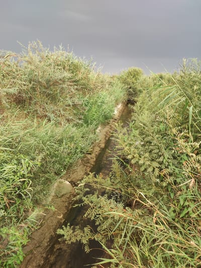 The image depicts a narrow, shallow canal surrounded by dense green vegetation, including tall grasses and bushy plants with small leaves and some delicate pink flowers. The sky above is overcast with a dull, grey hue, suggesting a cloudy day. The canal appears to be unpaved and has muddy banks. The overall scene is one of a natural, somewhat overgrown environment, possibly a rural or semi-rural area within the city of Pakhtachi, Uzbekistan, where irrigation channels are common. There are no people or animals visible in the frame.