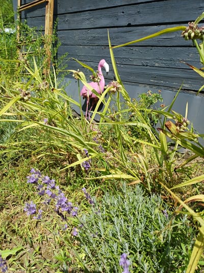 The image captures an outdoor scene in Sulymivka, Ukraine, featuring a pink flamingo garden ornament positioned behind tall, green, grass-like vegetation. The flamingo is partially obscured by the foliage, with its distinct beak visible. The background consists of a weathered, dark wooden wall, likely part of a building or fence, showing signs of peeling paint. In the foreground, there are clusters of purple lavender flowers and other green plants. The lighting suggests it is a sunny day.