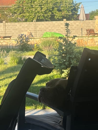 The image captures a dog relaxing in a chair outdoors, in what appears to be a backyard in Pliska, Bulgaria. The dog, a dark-colored breed, is partially obscured by the dark frame of the chair it's sitting in, but its head and part of its body are visible. The dog's gaze is directed towards the left side of the frame.
The background features a lush, green lawn bathed in sunlight, suggesting a warm day. Beyond the lawn, there is a stone wall construction, common in residential areas, with a few potted plants and what looks like a wooden bench. Further in the distance, a patterned umbrella stands tall, and a wooden lounge chair is visible, indicating an outdoor leisure area. The scene is framed by greenery, with trees and bushes contributing to the natural setting. The overall impression is one of a peaceful, sun-drenched afternoon in a residential outdoor space.